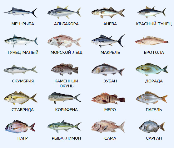 Все рыбы средиземного моря